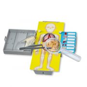 Ανατομία 4Μ