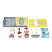 Ανατομία 4Μ